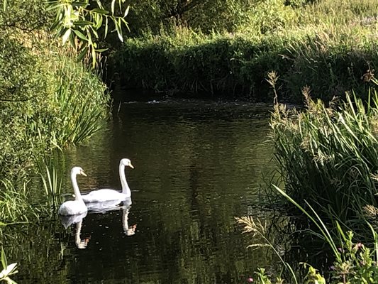 Swans on the River Eden